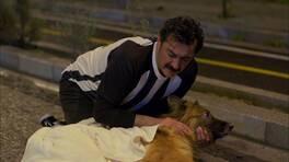 Zülfikar’ın Köpek Sevgisi Sosyal Medyaya Damgasını Vurdu