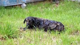 Zifte bulanan köpek 3,5 saatte temizlenip, tedaviye alındı