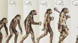 Evrim diyagramı hatalı mı?